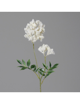 Astilbe mit zwei Blüten, 66 cm, cream,