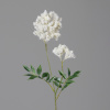 Astilbe mit zwei Blüten, 66 cm, cream,