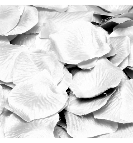 Luxuriöse weiße Rosenblätter