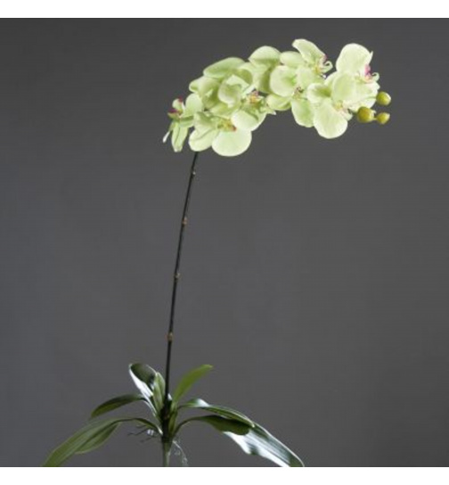 Orchidee Phalaenopsis mit Blatt, 100 cm, grün
