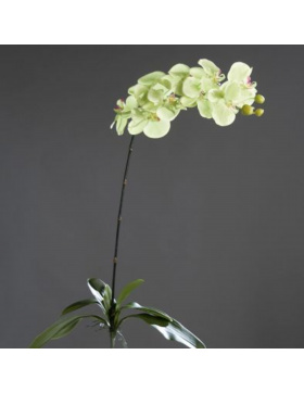 Orchidee Phalaenopsis mit Blatt, 100 cm, grün
