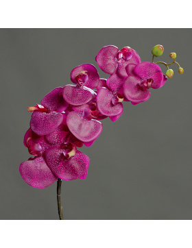 Orchidee-Phalaenopsis, 92 cm, 
fuchsia